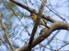 Pachyramphus castaneus