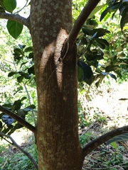 Image of Artocarpus heterophyllus