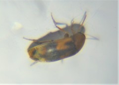 Anaspidinae