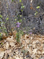 Hesperidanthus linearifolius
