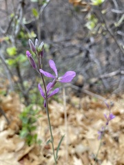Hesperidanthus linearifolius