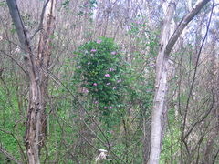 Dipogon lignosus