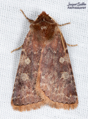 Cerastis tenebrifera