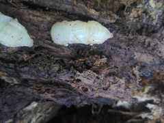 Dendroctonus