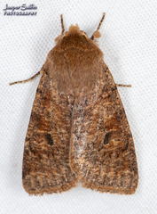 Orthosia rubescens