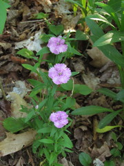 Dianthus chinensis × barbatus
