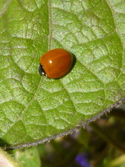 Cycloneda sanguinea