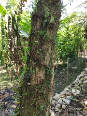Tabernaemontana amygdalifolia