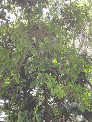Tabernaemontana amygdalifolia