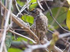 Picumnus squamulatus