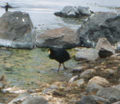 Fulica gigantea