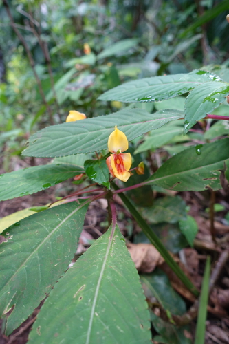 African impatiens (Impatiens auricoma)