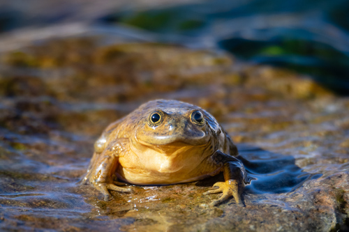 Chusmisa Water Frog, Telmatobius chusmisensis