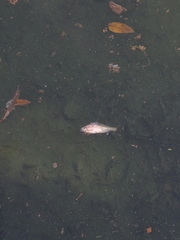 Acheilognathus chankaensis