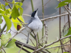 Polioptila plumbea