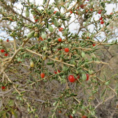 Lycium chilense