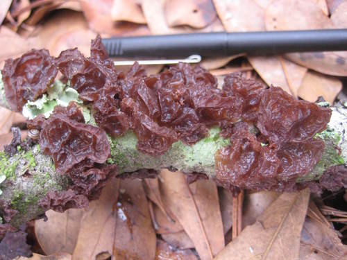 Auriculariaceae image