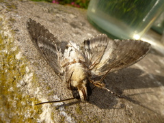 Agrius cingulata