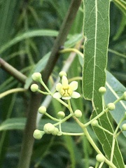 Nectandra angustifolia