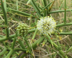 Prosopidastrum globosum