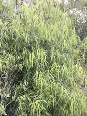 Nectandra angustifolia