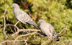 Patagioenas maculosa