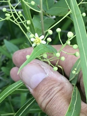 Nectandra angustifolia