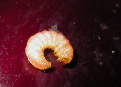 Neoleucinodes