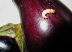 Neoleucinodes