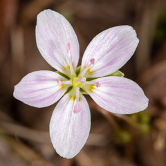 Claytonia virginica