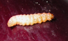 Neoleucinodes