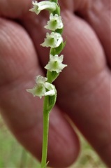 Spiranthes brevilabris