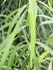 Nectandra angustifolia