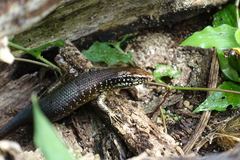 Trachylepis comorensis