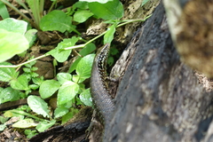 Trachylepis comorensis