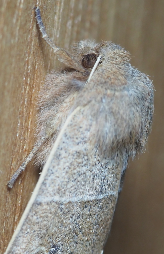 Morrison's Sallow