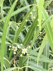 Nectandra angustifolia