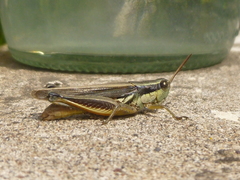 Orthoptera