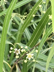 Nectandra angustifolia