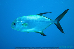 Trachinotus blochii