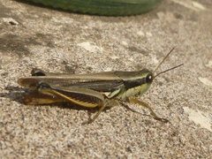 Orthoptera