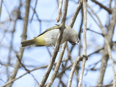 Vireo chivi