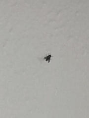 Diptera
