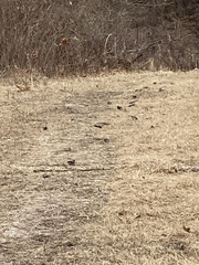 Junco