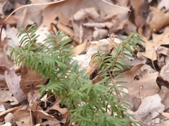 Taxus canadensis