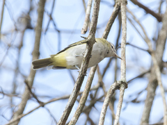 Vireo chivi