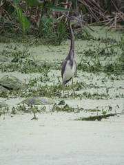 Egretta tricolor image