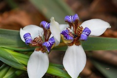 Trimezia gracilis image