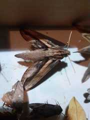 Xylophanes xylobotes