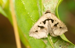 Tephriopis divulsa